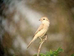 Lanius isabellinus