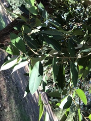 Eucalyptus robusta