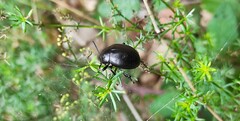 Timarcha goettingensis