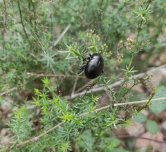 Timarcha goettingensis