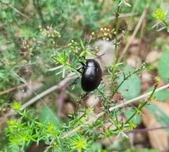 Timarcha goettingensis