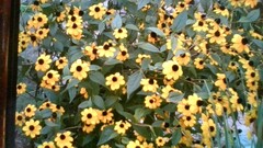 Rudbeckia