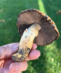 Agaricus sandianus