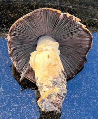 Agaricus sandianus