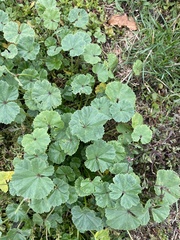 Malva