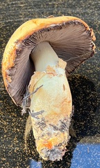 Agaricus sandianus