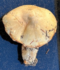 Agaricus sandianus