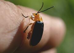 Cacoscelis marginata