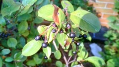 Aronia melanocarpa