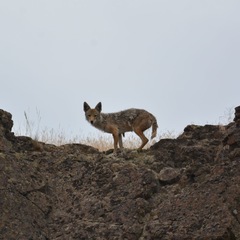 Canis latrans lestes