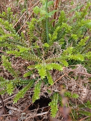 Veronica vernicosa