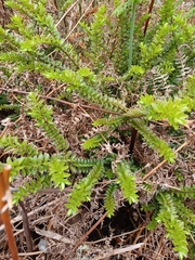 Veronica vernicosa
