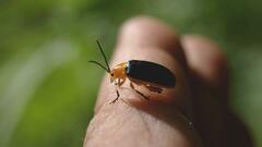 Cacoscelis marginata