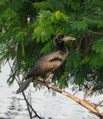 Phalacrocorax fuscicollis