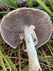 Agaricus deardorffensis