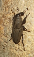 Sphenophorus coesifrons