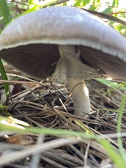 Agaricus deardorffensis