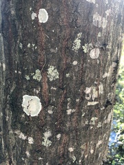 Cryptothecia striata