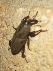 Sphenophorus coesifrons