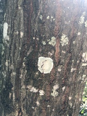 Cryptothecia striata