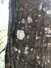 Cryptothecia striata