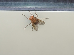 Ormia
