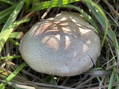 Agaricus deardorffensis