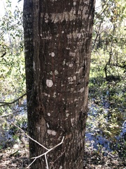 Cryptothecia striata