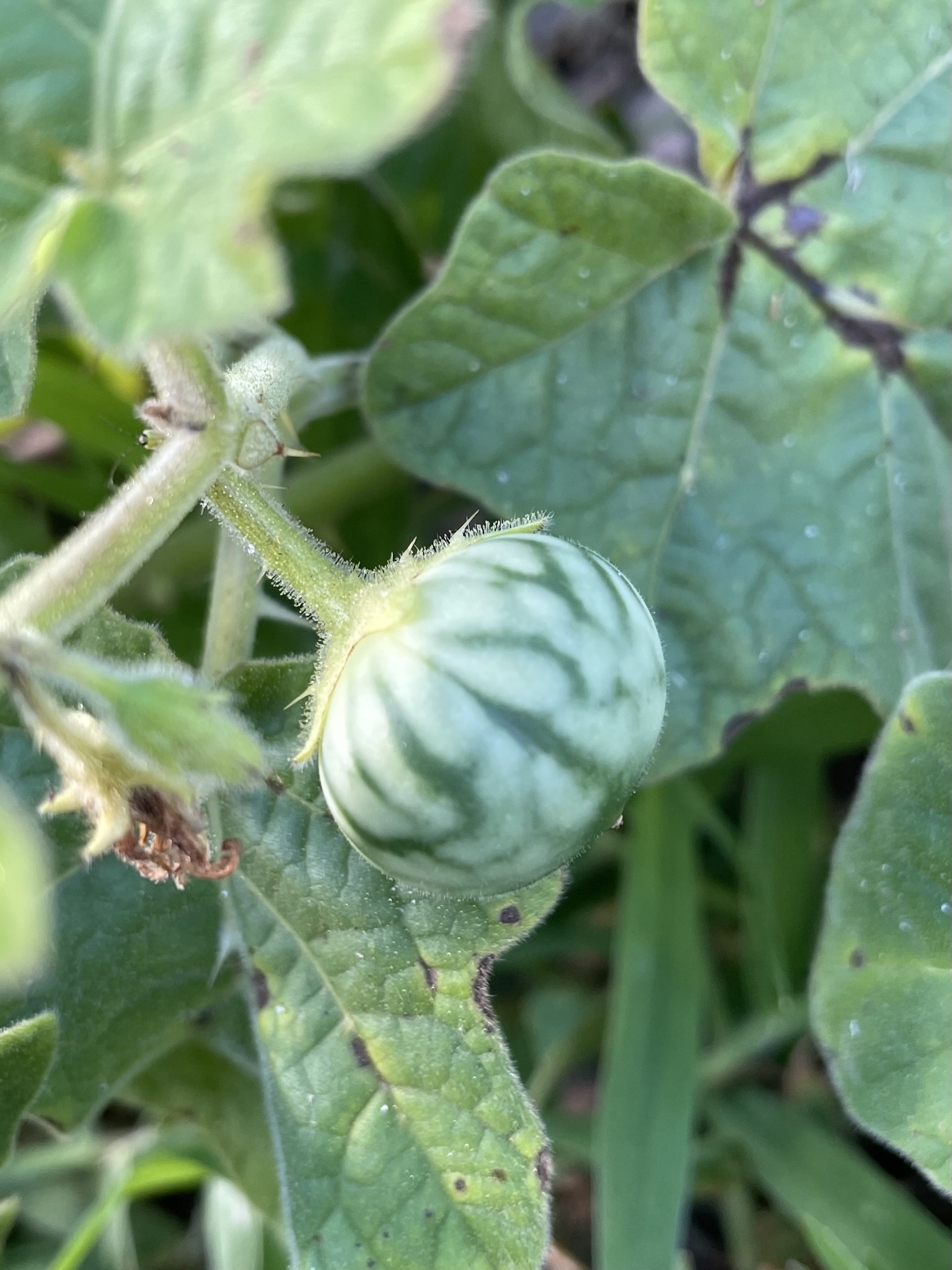 Joá-bravo (Solanum sisymbriifolium) - PictureThis