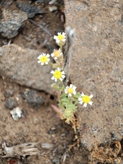 Perityle microglossa