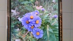 Symphyotrichum novae-angliae