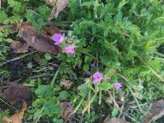 Erodium cicutarium