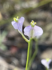 Burmannia biflora