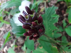 Goeppertia latifolia