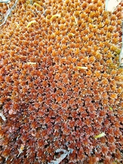 Sphagnum subnitens