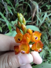 Elleanthus aurantiacus