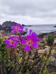 Cistanthe grandiflora