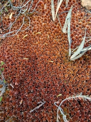 Sphagnum subnitens