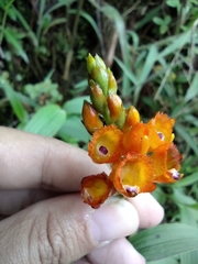 Elleanthus aurantiacus