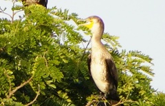 Phalacrocorax fuscicollis