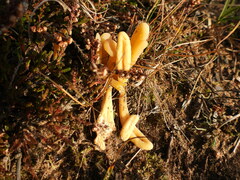 Clavaria argillacea