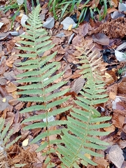 Oreopteris limbosperma