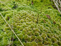 Sphagnum strictum