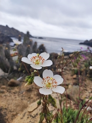 Cistanthe grandiflora