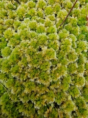 Sphagnum strictum