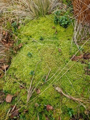 Sphagnum strictum