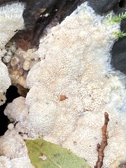 Fuligo septica candida