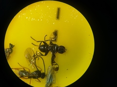 Rivellia syngenesiae