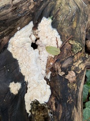 Fuligo septica candida