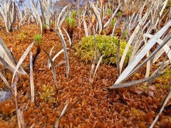 Sphagnum tenellum